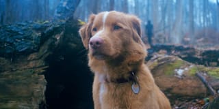“Good Boy”
