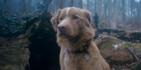 "Good Boy"